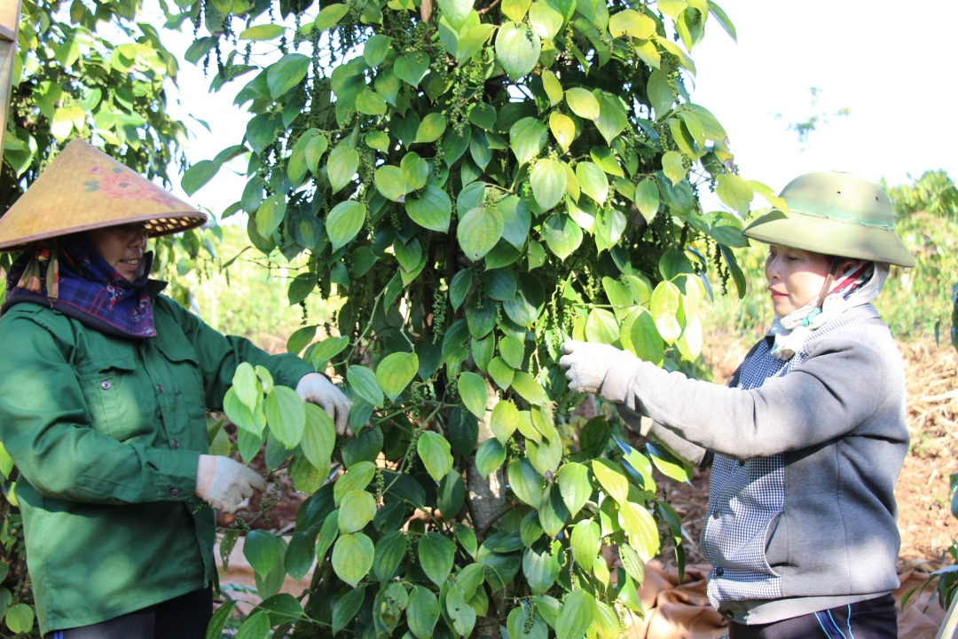 Chị Trần Thị Thanh Bình (bên phải) thu hoạch hồ tiêu. 