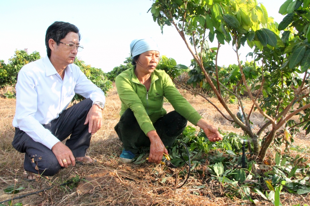 Lãnh đạo Phòng Nông nghiệp và Phát triển nông thôn huyện M'Drắk kiểm tra mô hình tưới nước tiết kiệm  của gia đình bà Trần Thị Nụ (thôn 4, xã Ea Pil).   