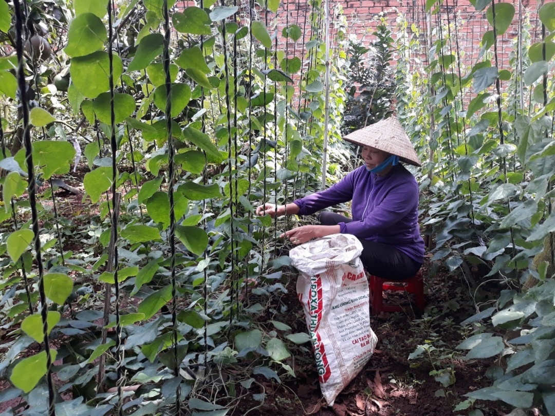 Chị Phạm Thị Tý (tổ dân phố 6) trồng cây sương sâm cho thu nhập khá. 