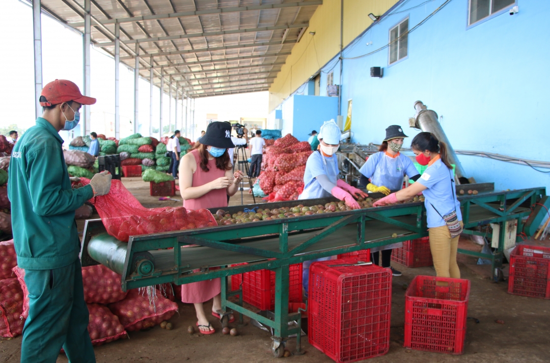Hoạt động sản xuất của Công ty TNHH Thương mại và sản xuất nông sản Sapo Đắk Lắk tại Cụm công nghiệp Krông Búk 1.  