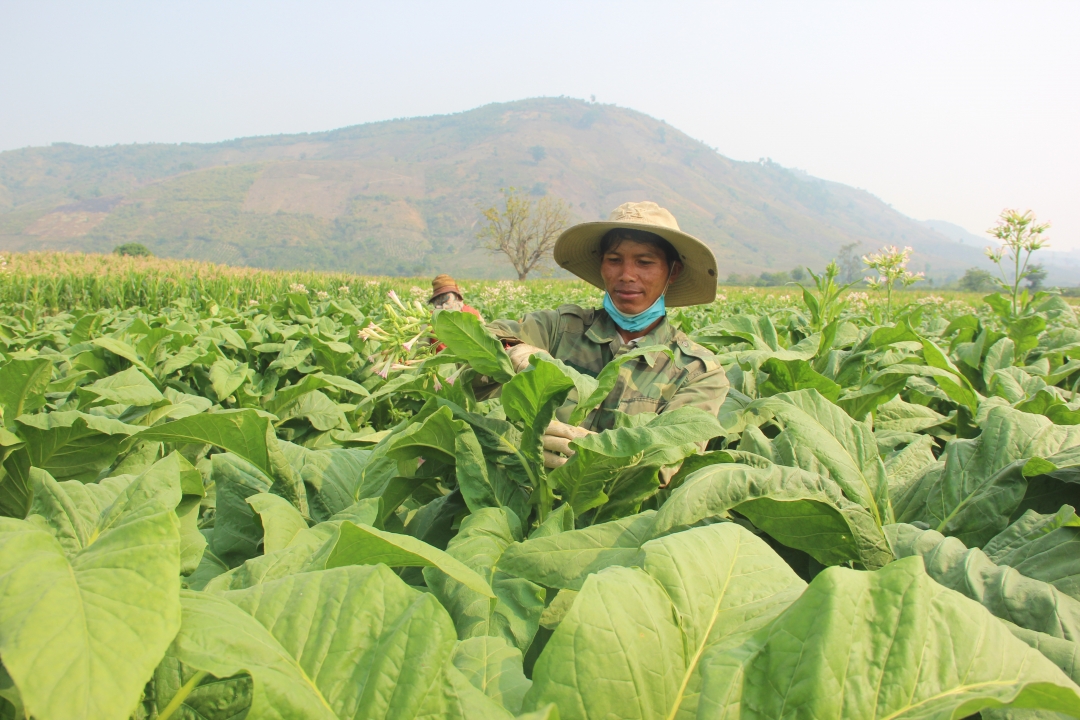 Anh Y Theng Mdrang chăm sóc vườn thuốc lá. 