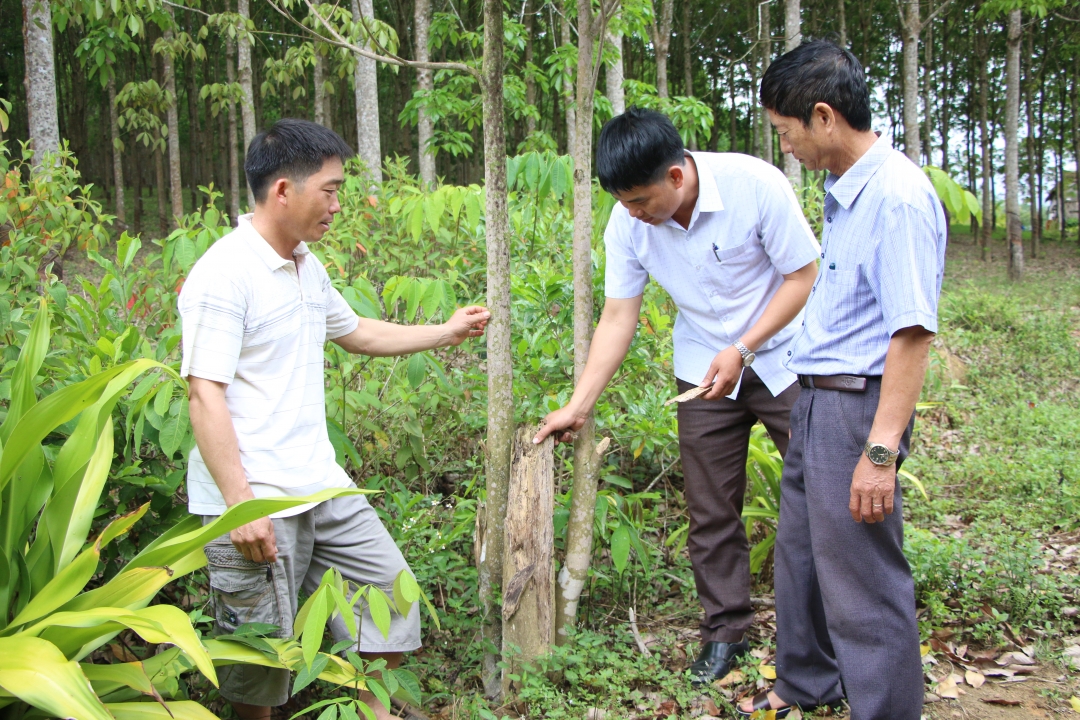 Anh Phan Văn Mẫn (bìa trái) ở thôn 6, xã Cư Króa (huyện M'Drắk) trao đổi về thất bại trong trồng cây dó bầu. 