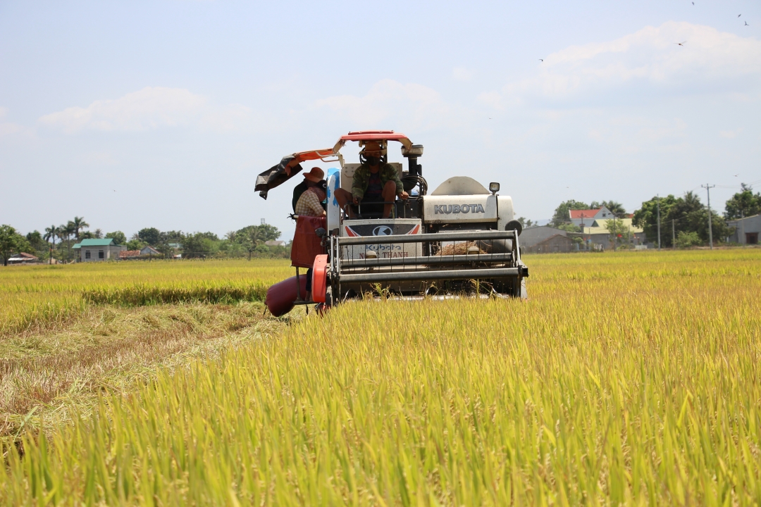 Những cánh đồng lúa chín vàng trên địa bàn xã Ea Bung.  