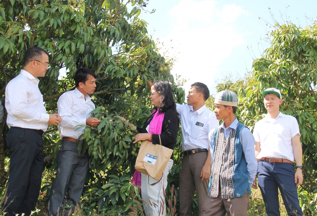 Các doanh nghiệp tham quan vườn vải của HTX Nông nghiệp dịch vụ Thanh niên Ea Dăh. 