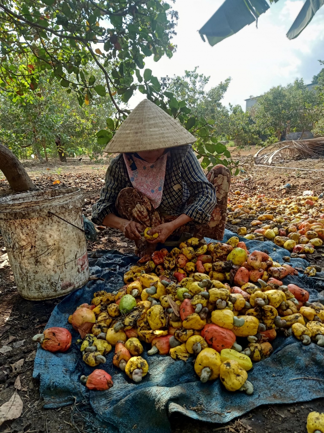 Bà Nhung tranh thủ thu hoạch điều trước khi mưa xuống. 