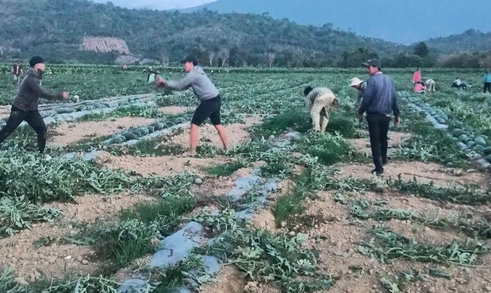 Nông dân thôn 4 (xã Hòa Tân) thu hoạch dưa.