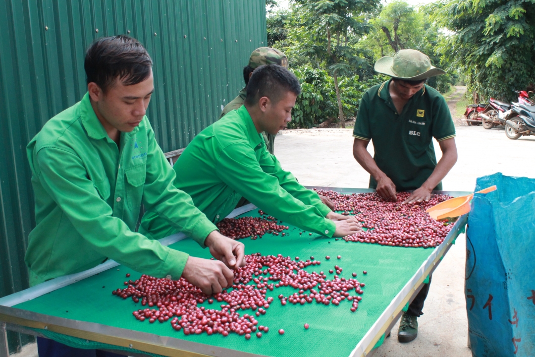 Đắk Lắk phải phát triển kinh tế dựa trên cây cà phê. Ảnh: Mô hình sản xuất cà phê chất lượng cao ở xã Ea Kao, TP. Buôn Ma Thuột.