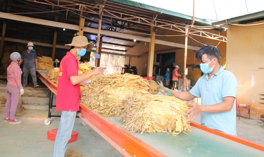 Thu mua thuốc lá ở Công ty TNHH Đầu tư sản xuất Phúc Thịnh.