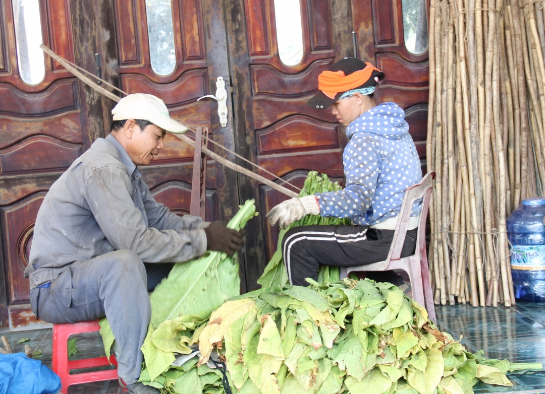 Nông dân huyện Krông Bông đang xâu cây thuốc lá để mang đi sấy khô.