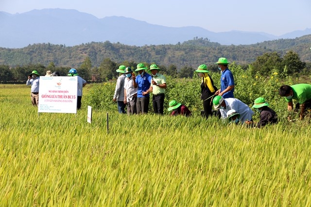 Nông dân tham quan thực tế lúa tại đồng ruộng