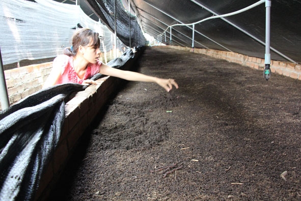 Trại nuôi trùn quế theo hướng chuyên nghiệp của HTX Nhật Minh Thành (huyện Ea Kar).