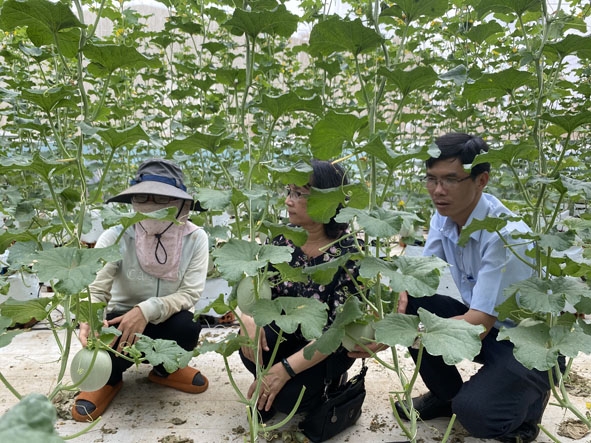 Chị Yến (bìa trái) giới thiệu mô hình trồng dưa lưới của gia đình cho cán bộ Hội Nông dân thị trấn  và khách đến tham quan.