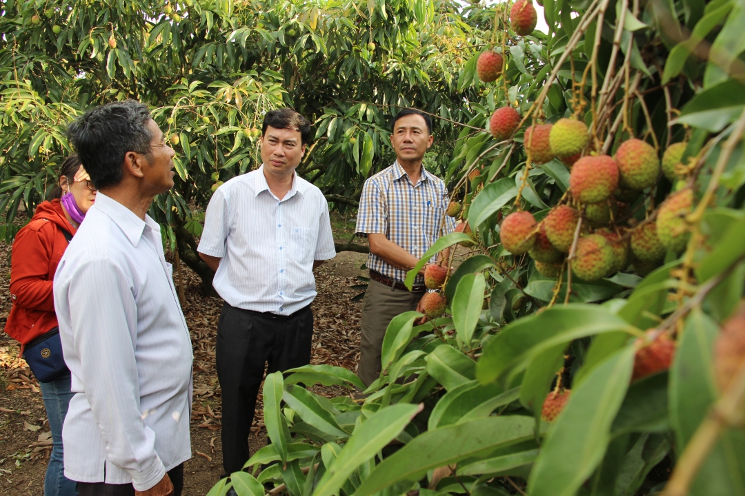 Bí thư Huyện ủy Krông Pắc Trần Hồng Tiến (thứ hai từ phải sang) tham quan mô hình sản xuất vải thiều trên địa bàn.