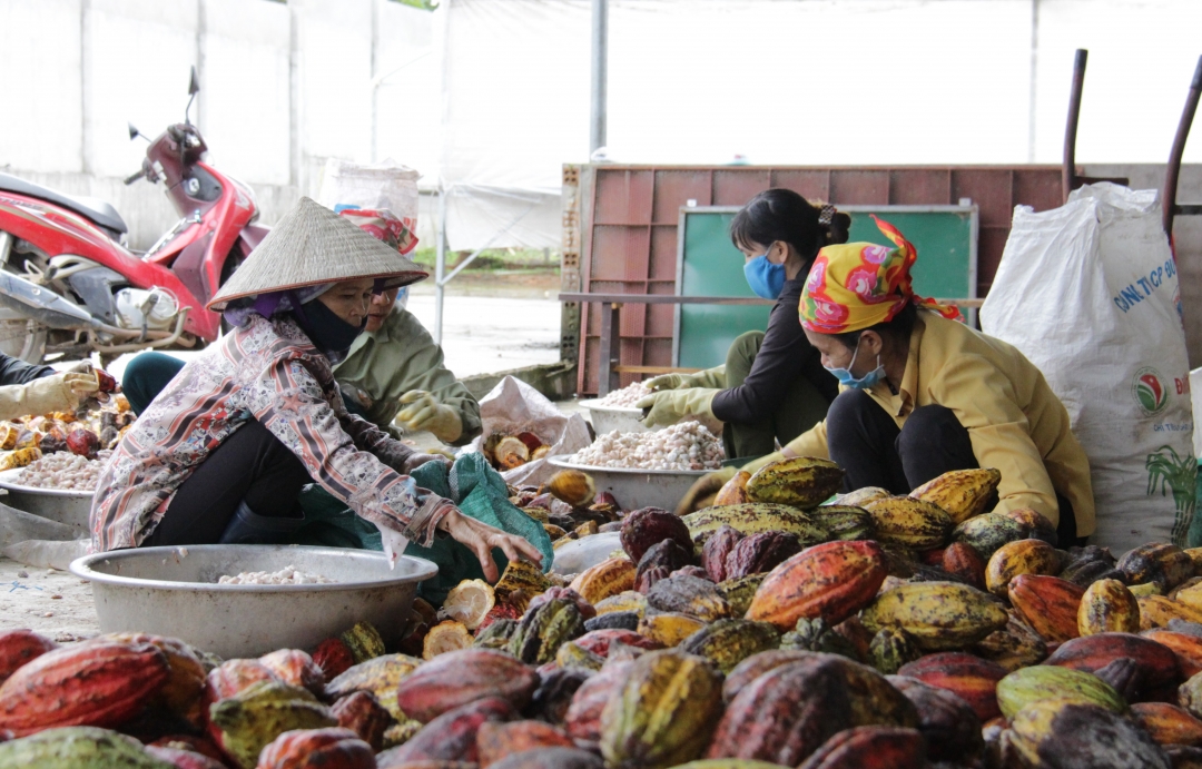 Sơ chế ca cao tươi tại Hợp tác xã Nông nghiệp sản xuất, thu mua, chế biến và tiêu thụ ca cao Ea Kar (huyện Ea Kar)