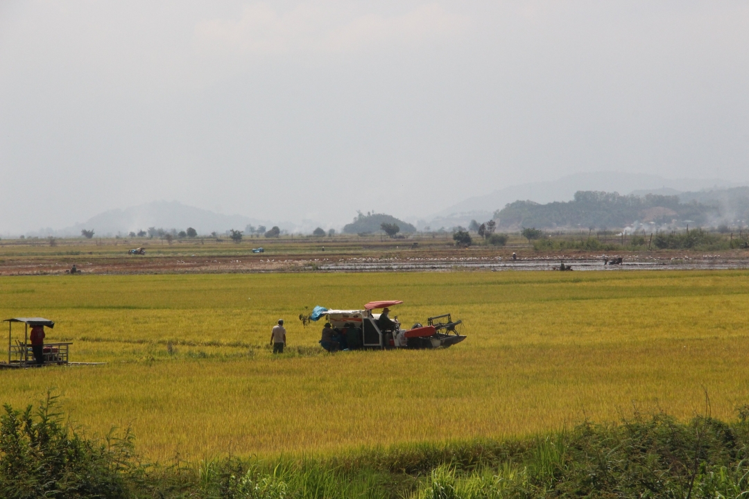 Cánh đồng lúa chín vàng tại huyện Lắk. 