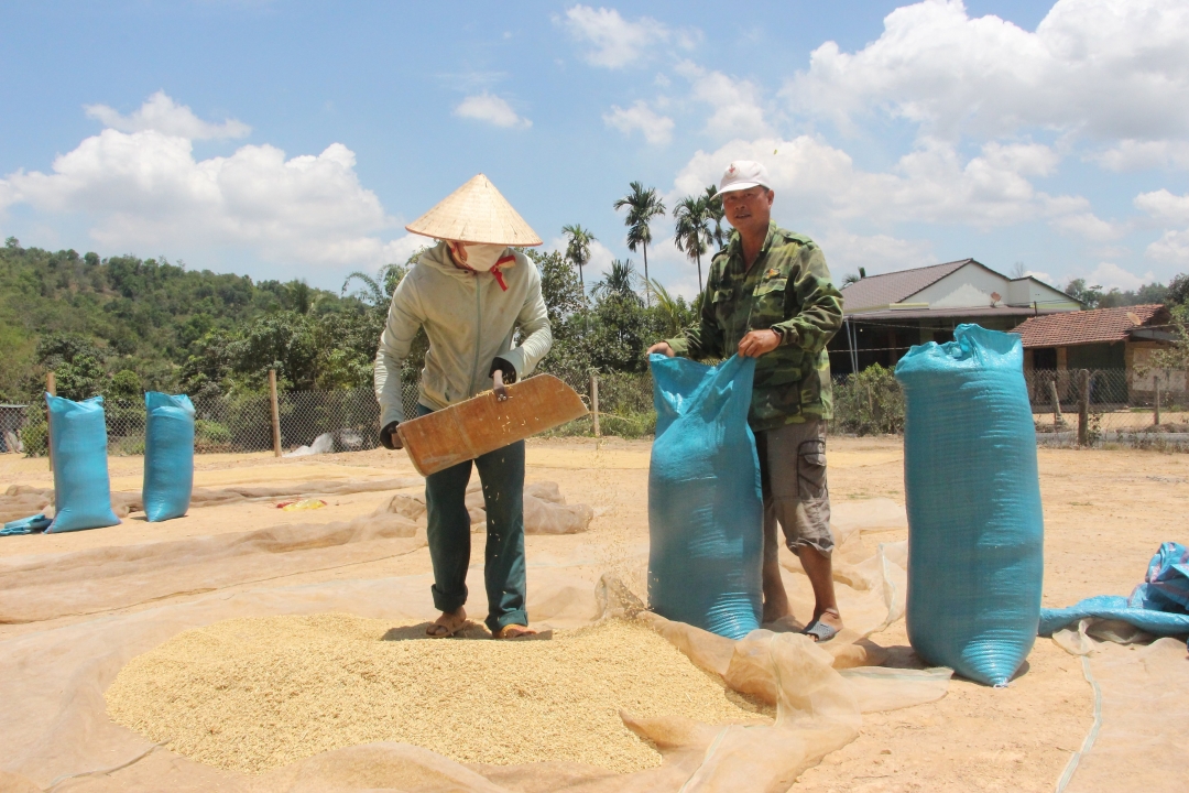 Thành quả lao động sau những tháng ngày lao động vất vả.