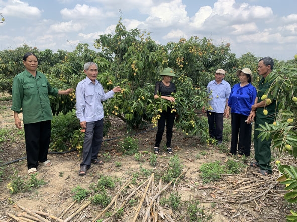 Mô hình trồng vải u hồng của bà Đàm Thị Choòng, ở thôn 2, xã Ea Pil, huyện M'Drắk (bìa trái).  