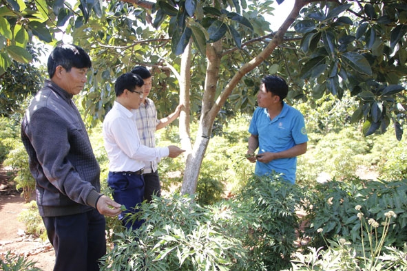 Gia đình anh Nguyễn Ngọc Hoanh (bìa phải) ở thôn Ea Klang, xã Ea Sin thoát nghèo và vươn lên làm giàu  nhờ mô hình xen canh đa cây.  