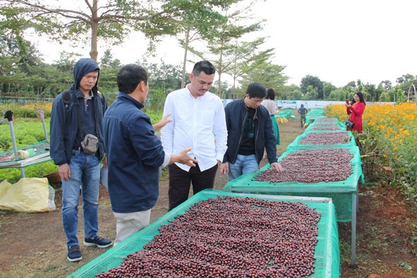 Du khách tìm hiểu quy trình chế biến cà phê đặc sản ở Aeroco coffee farm.  