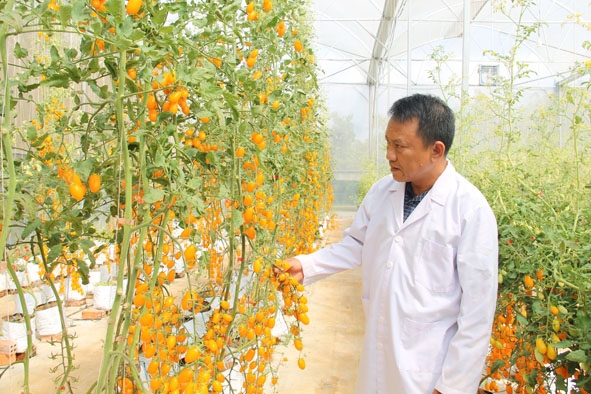 Vườn cà chua nova của Nông trại sinh thái hồ Ea Kao được trồng theo mô hình công nghệ cao  để thu hút khách đến trải nghiệm.