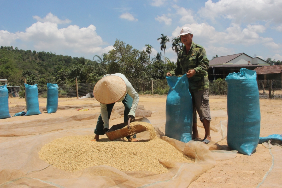 Nông dân xã Buôn Tría đóng lúa vào bao sau khi đã phơi khô.