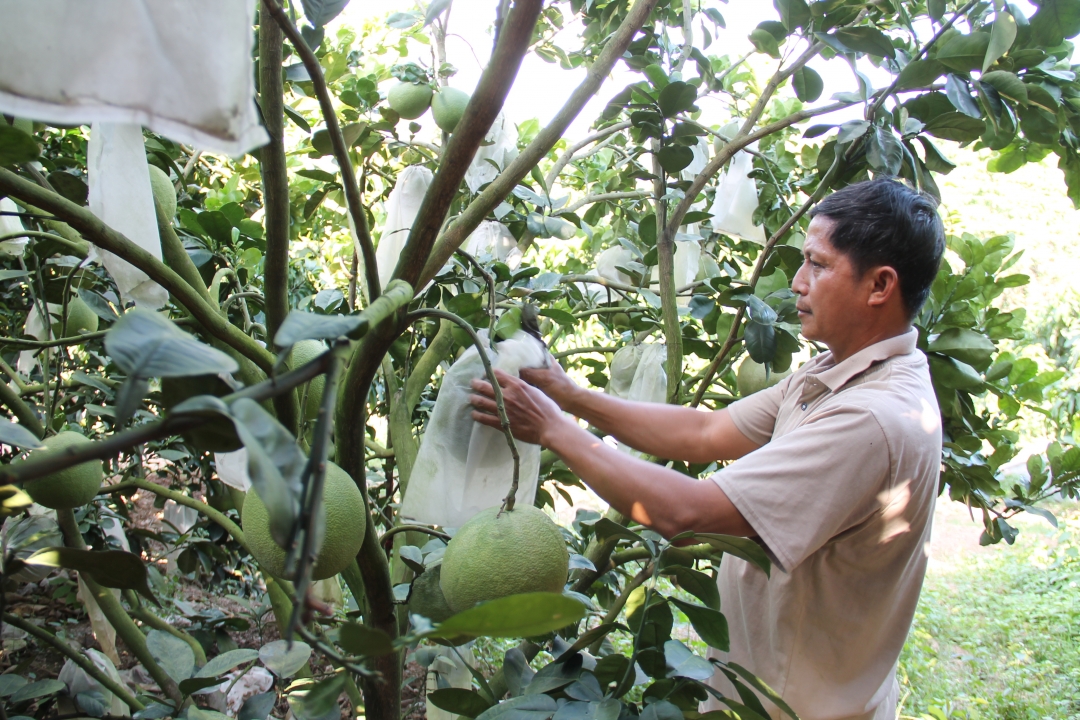 Mô hình trồng cây ăn trái theo quy trình VietGAP ở TP. Buôn Ma Thuột. 