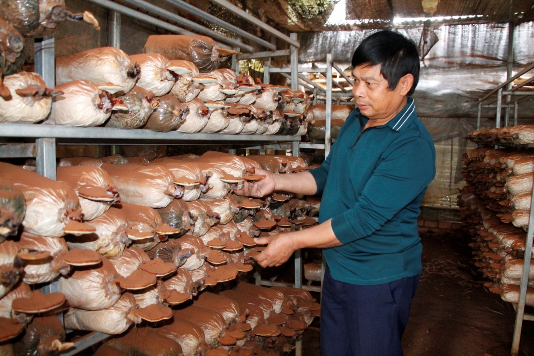 Hộ nông dân liên kết trồng nấm ở HTX Nấm linh chi và Dịch vụ nông nghiệp Krông Ana.