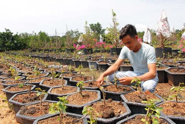 Anh Bình chăm sóc những cây hoa giấy mới vào chậu.