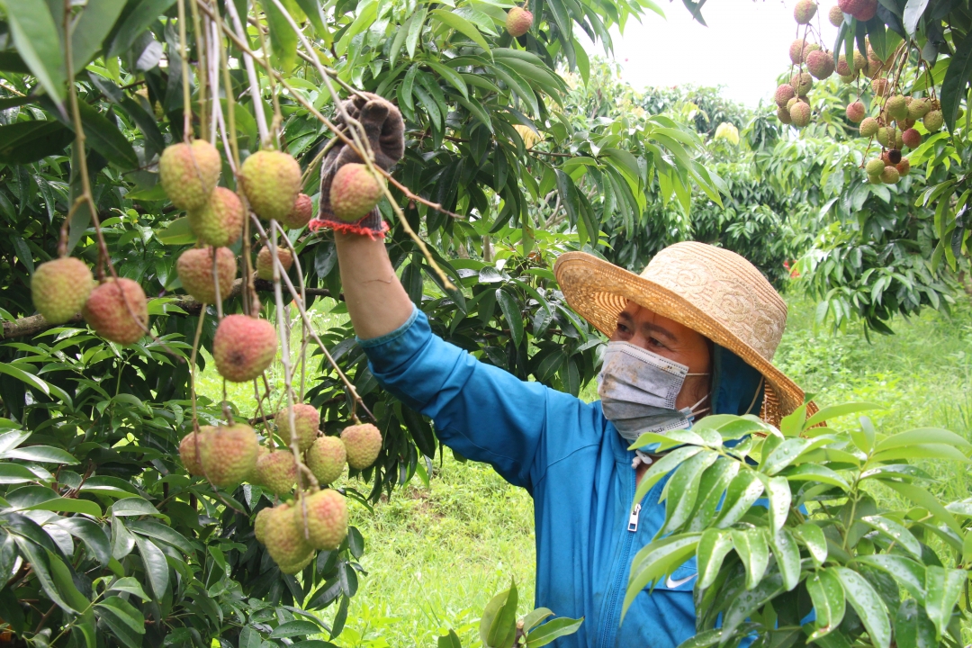 Mô hình trồng vải của gia đình chị Nguyễn Thị Thêu.