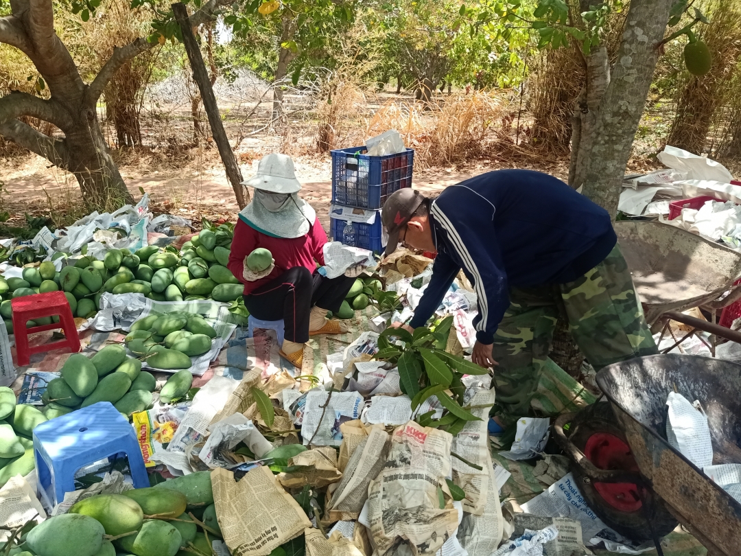 Thương lái  thu mua xoài tại xã Ia R'vê (huyện Ea Súp).