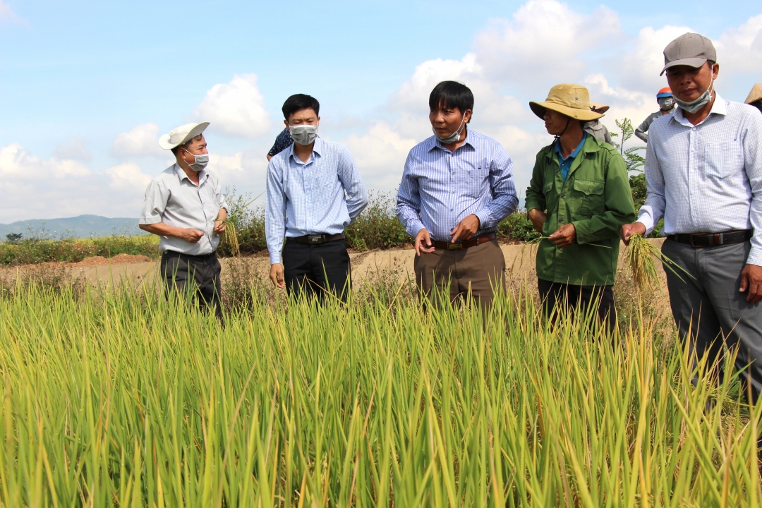 Cán bộ ngành nông nghiệp huyện Krông Pắc khảo sát cánh đồng mẫu lớn tại xã Ea Uy. Ả