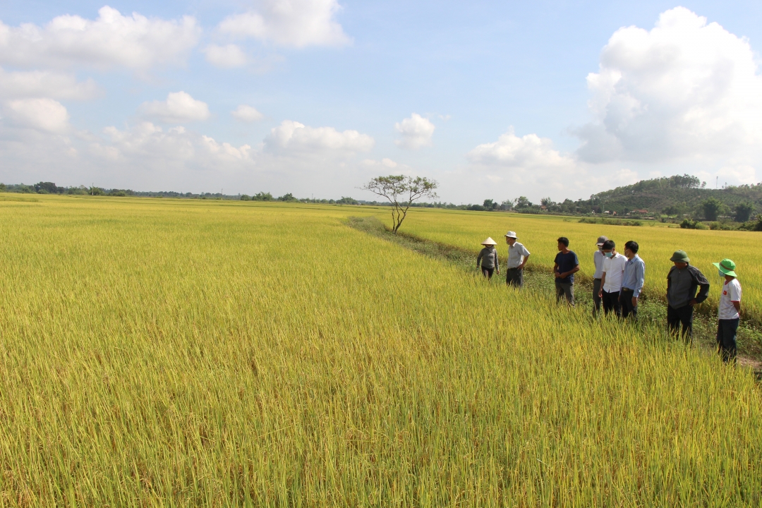 Nông dân trên địa bàn huyện Krông Pắc chia sẻ kinh nghiệm sản xuất lúa dài ngày chất lượng cao ST24.  