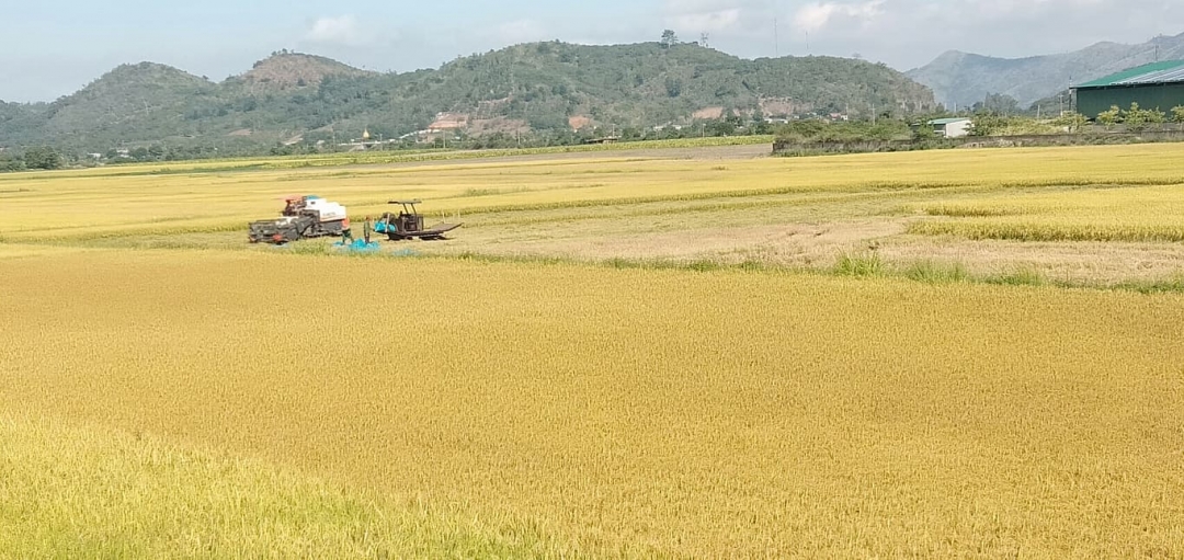 Nông dân xã Hòa Lễ thu hoạch lúa bằng máy gặt liên hợp.