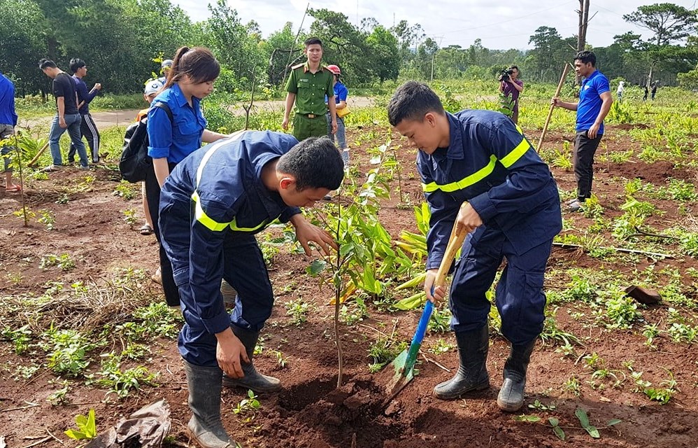 Đoàn viên, thanh niên huyện Krông Búk tổ chức chăm sóc và trồng dặm cây sao đen hằng năm. 