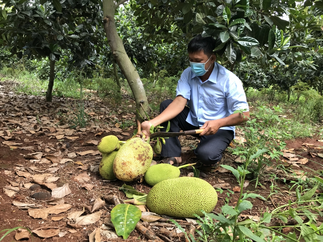 Giá mít rớt thê thảm, anh Nguyễn Thanh Nhàn (thôn 5, xã Ea Tar, huyện Cư M'gar) chặt bỏ quả để cây dưỡng sức, nuôi quả cho vụ tiếp theo.    