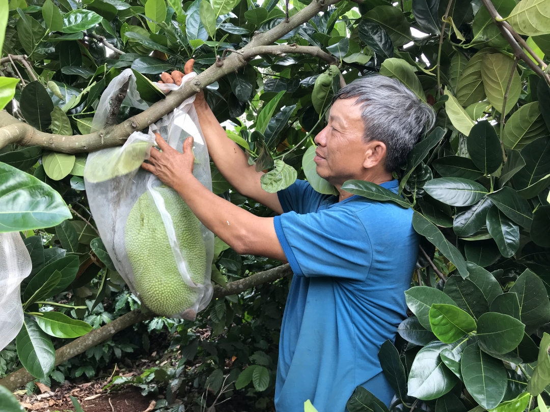 Mít vào vụ thu hoạch nhưng thương lái hạn chế thu mua khiến ông Trần Văn Giang (thôn 3, xã Ea Tar, huyện Cư M'gar) gặp khó