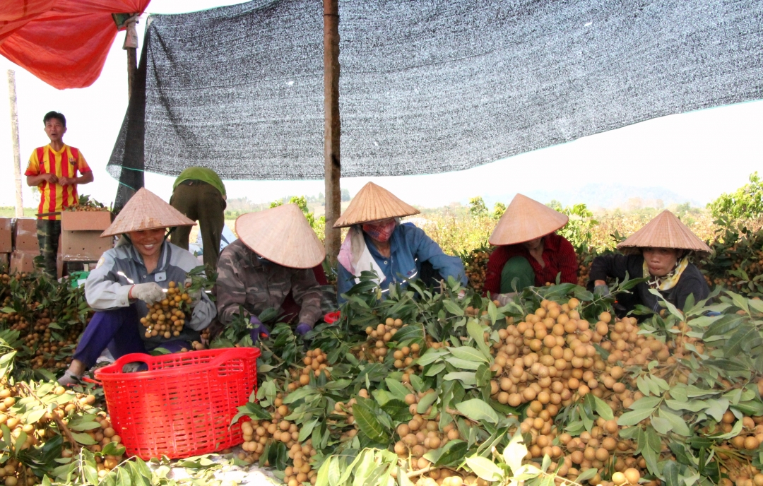Chuyển đổi sang trồng nhãn góp phần giải quyết việc làm, tăng thu nhập cho người dân xã Ea Sô (huyện Ea Kar) (ảnh chụp trước ngày 27/4) 