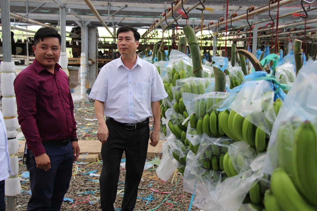 Bí thư Huyện ủy Krông Pắc Trần Hồng Tiến (bên phải) tham quan mô hình trồng chuối công nghệ cao ở xã Vụ Bổn.