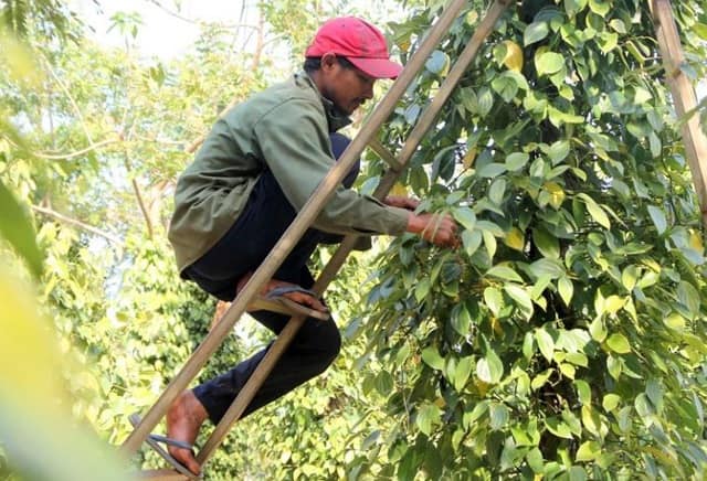 Thành viên nhóm Dịch vụ nông nghiệp Chân Đất tham gia hái tiêu cho người dân.