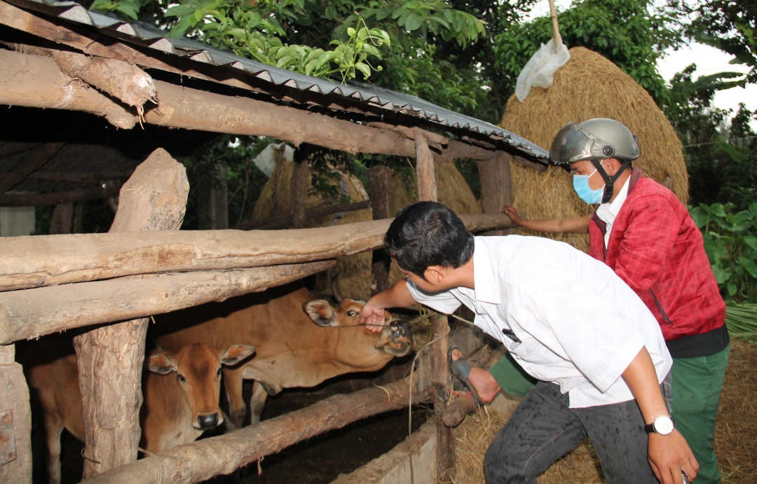 Cán bộ thú y huyện Cư Kuin kiểm tra đàn bò tại hộ chăn nuôi trên địa bàn xã Ea Tiêu. 