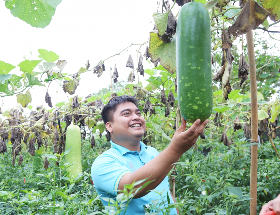 Anh Y Phi On Mlô chăm sóc dàn bầu bí.