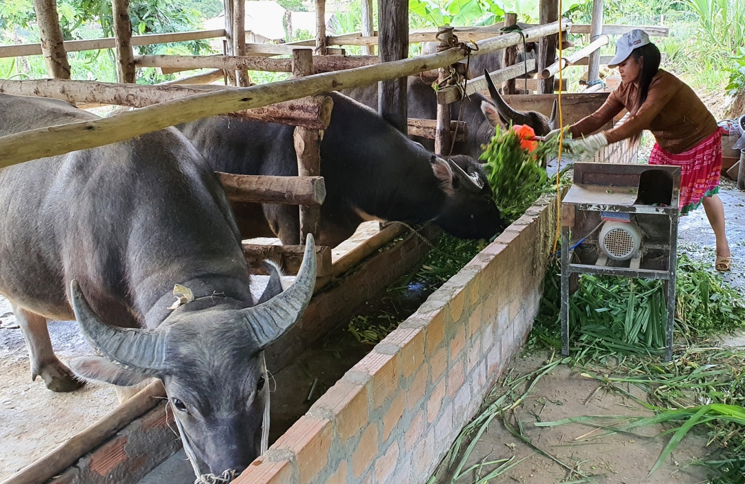 Gia đình anh Chá chị Tồng chăn nuôi nhiều trâu bò theo hình thức nuôi nhốt và trao đổi, mua bán cho thu nhập hàng trăm triệu đồng mỗi năm