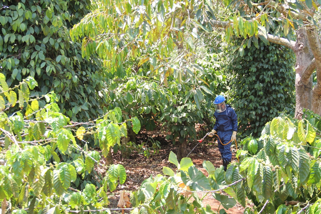 Hệ thống đa tầng tán trong vườn cà phê cảnh quan.    