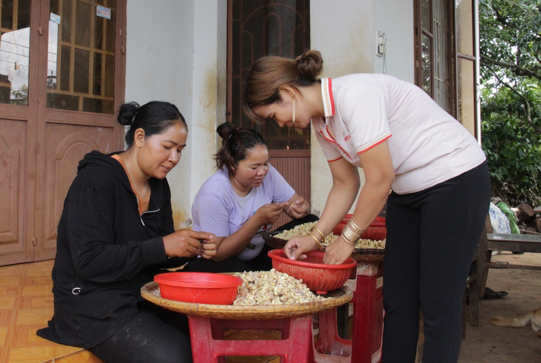 Chị Nguyễn Thị Luyến (bìa phải), Chủ tịch HĐQT HTX Thương mại dịch vụ Hải Anh hướng dẫn các chị em  tách vỏ hạt điều. 