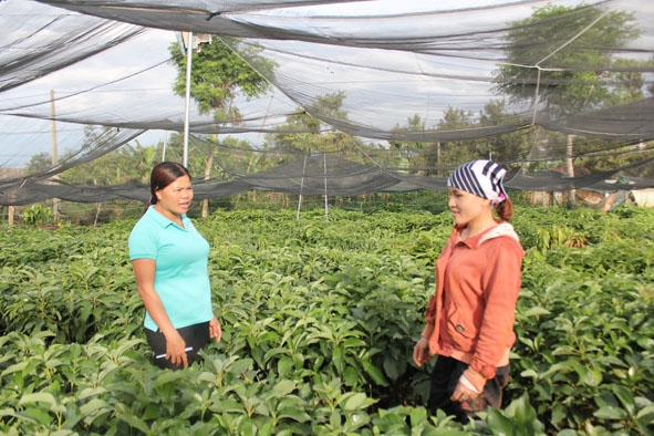 Chị Lê Thị Thùy Dương (ở thôn 9, xã Ea Ngai - bên phải) vươn lên thoát nghèo nhờ sự giúp đỡ của đảng viên.