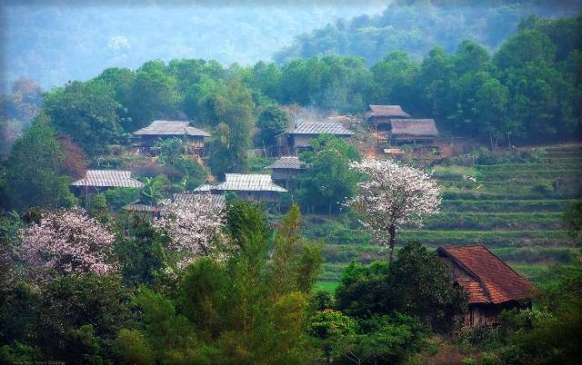 Hoa ban nở khắp bản làng Tây Bắc. 