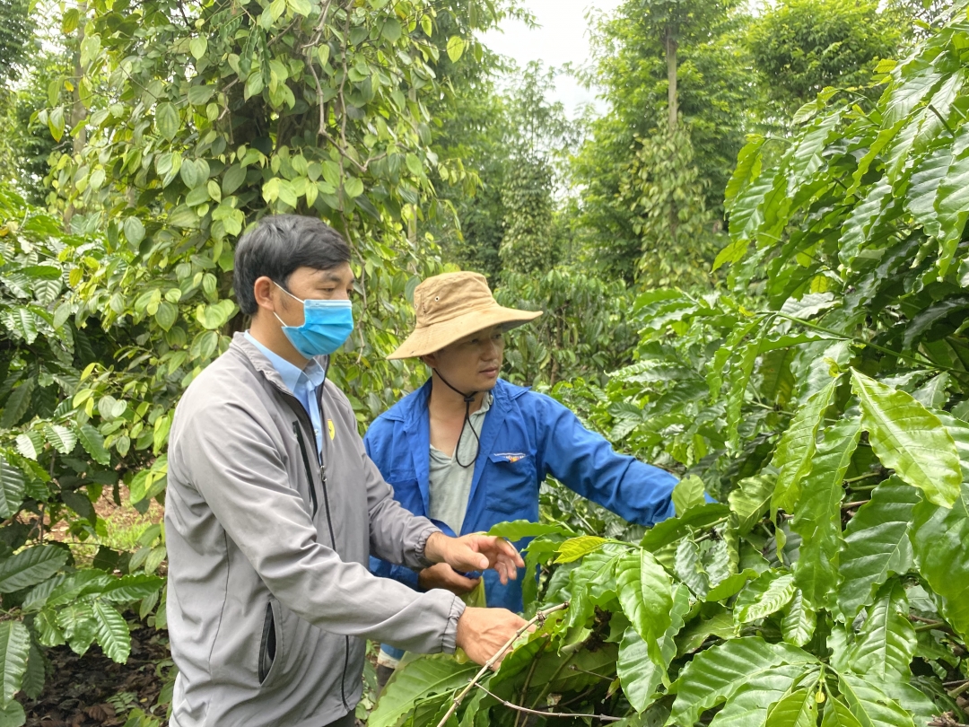 Vườn cà phê được thực hiện theo phương pháp ghép chồi của anh Quý