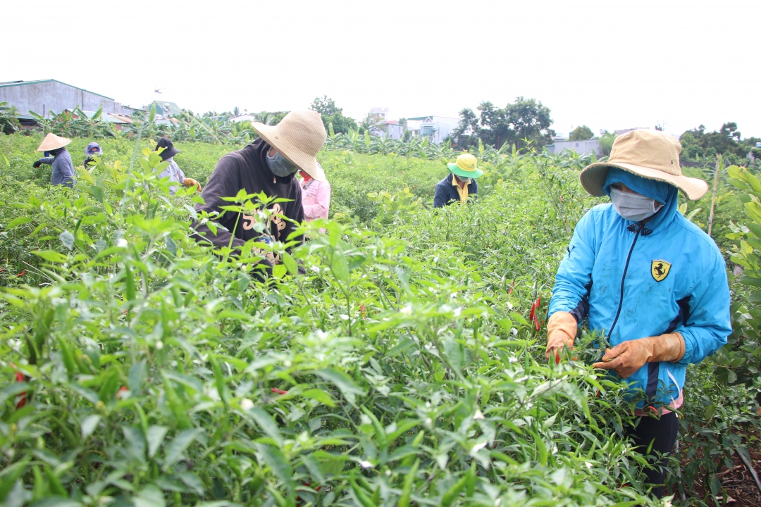 Thu hoạch ớt tại vườn của gia đình anh Nguyễn Văn Thức (trú tại buôn Tul, xã Ea Wer, huyện Buôn Đôn).