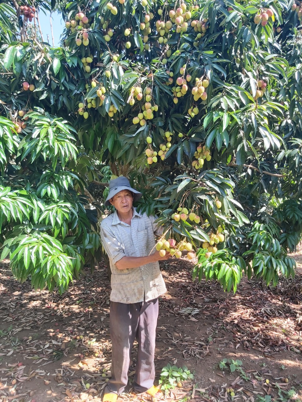 Anh Phan Văn Quang kiểm tra vườn cây trước khi  thu hái. 