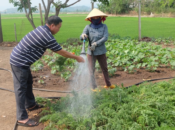 Vườn rau của gia đình ông Đỗ Đình Miền.